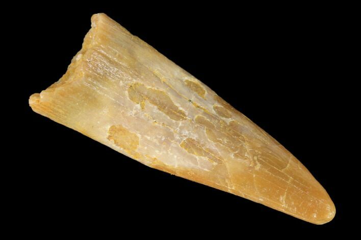 Fossil Pterosaur (Siroccopteryx) Tooth - Morocco #145206